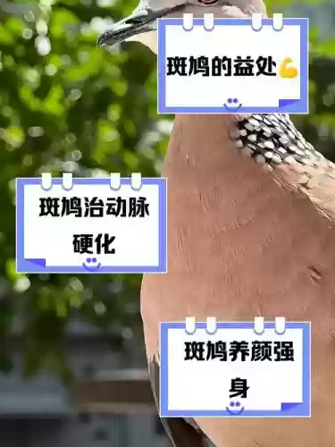 老斑鸠阵容