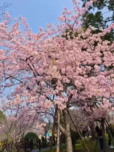早樱阵容