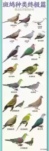 老斑鸠阵容插图