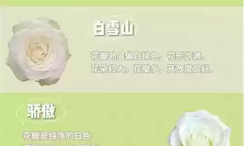 阵容搭配的含义是啥子意思