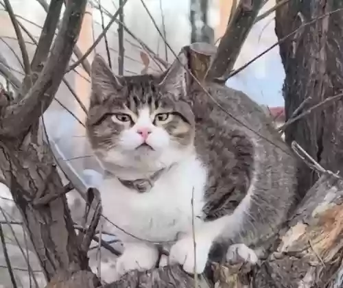 悟空猫阵容