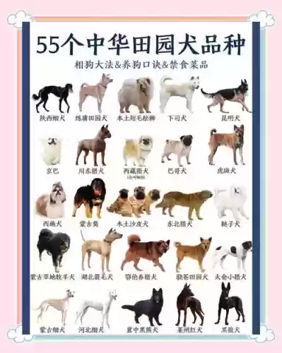 土狗阵容推荐插图