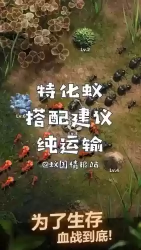 运输蚂蚁阵容插图