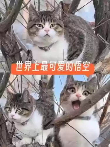 悟空猫阵容插图
