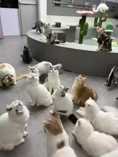 猫土豪阵容