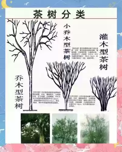 山茶树阵容