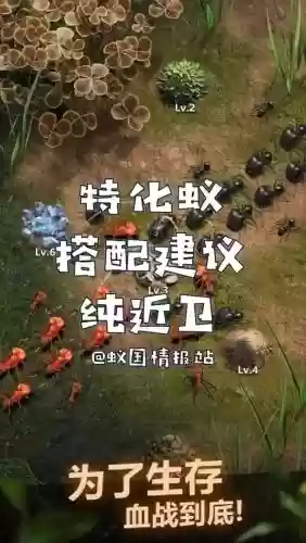 蚂蚁的阵容