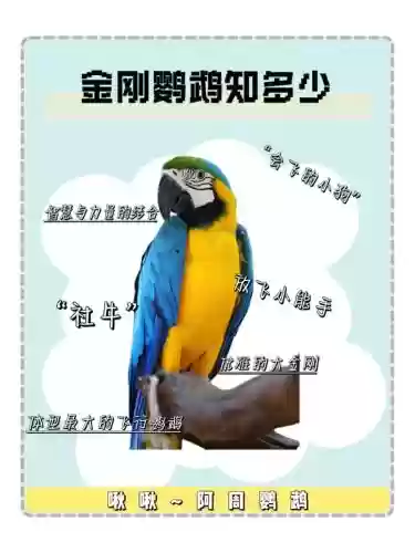 梦幻西游金刚鹦鹉活几天，梦幻西游金刚鹦鹉好还是孔雀好