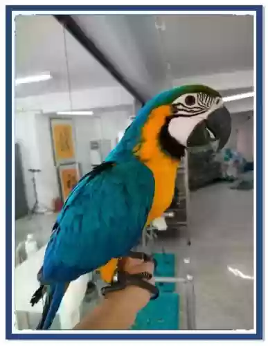 梦幻西游金刚鹦鹉活几天，梦幻西游金刚鹦鹉好还是孔雀好插图