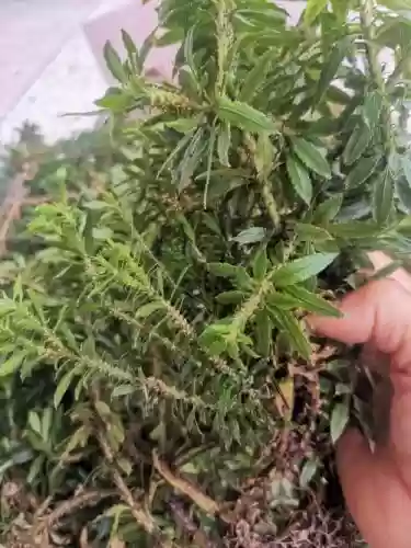 精英千层塔攻略，千层塔的攻略插图