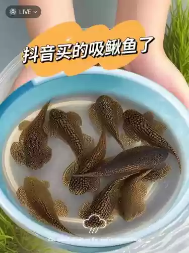 清道夫技能，清道夫攻击性强吗插图