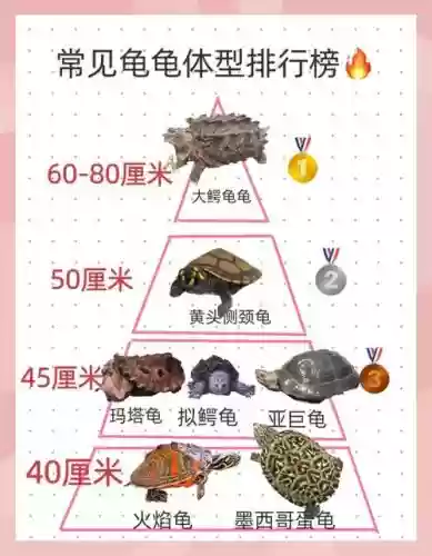 怪兽龟甲阵容搭配，奥特曼怪兽龟插图1