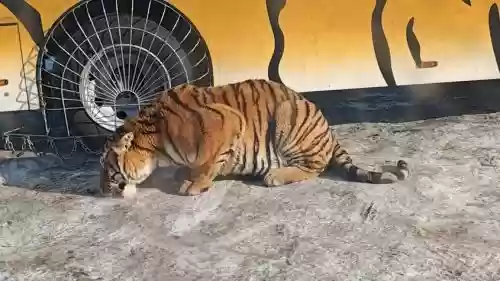 老虎阵容搭配，老虎搭配什么阵容插图