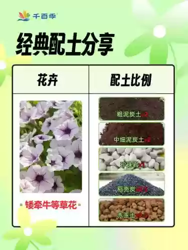 土花搭配什么阵容，土花输出手法