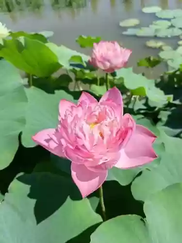 碧莲盛花-11攻略,碧莲盛花19关插图 碧莲盛花-11攻略,碧莲盛花19关插图