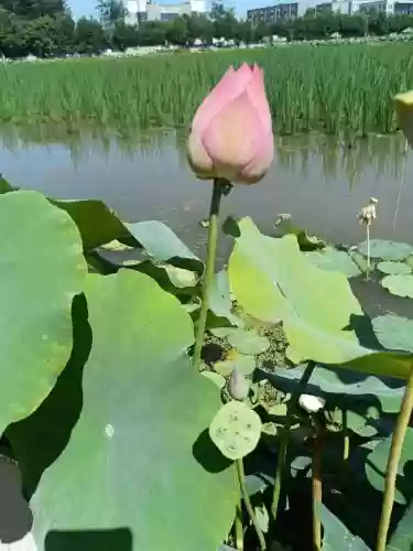 碧莲盛花-11攻略，碧莲盛花19关