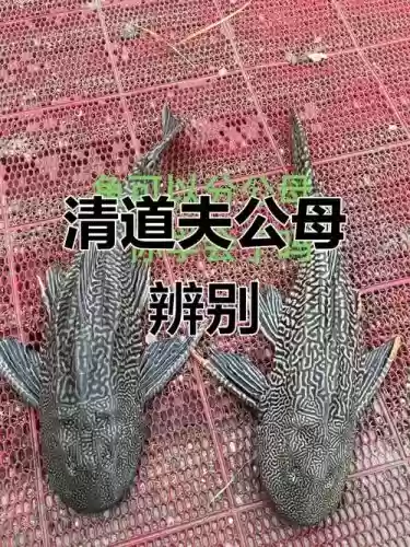 清道夫技能，清道夫攻击性强吗插图1