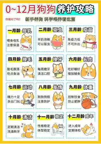 7狗攻略，我变成了狗2攻略插图1